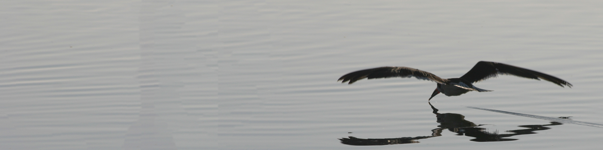 Black skimmer (Rynchops niger)